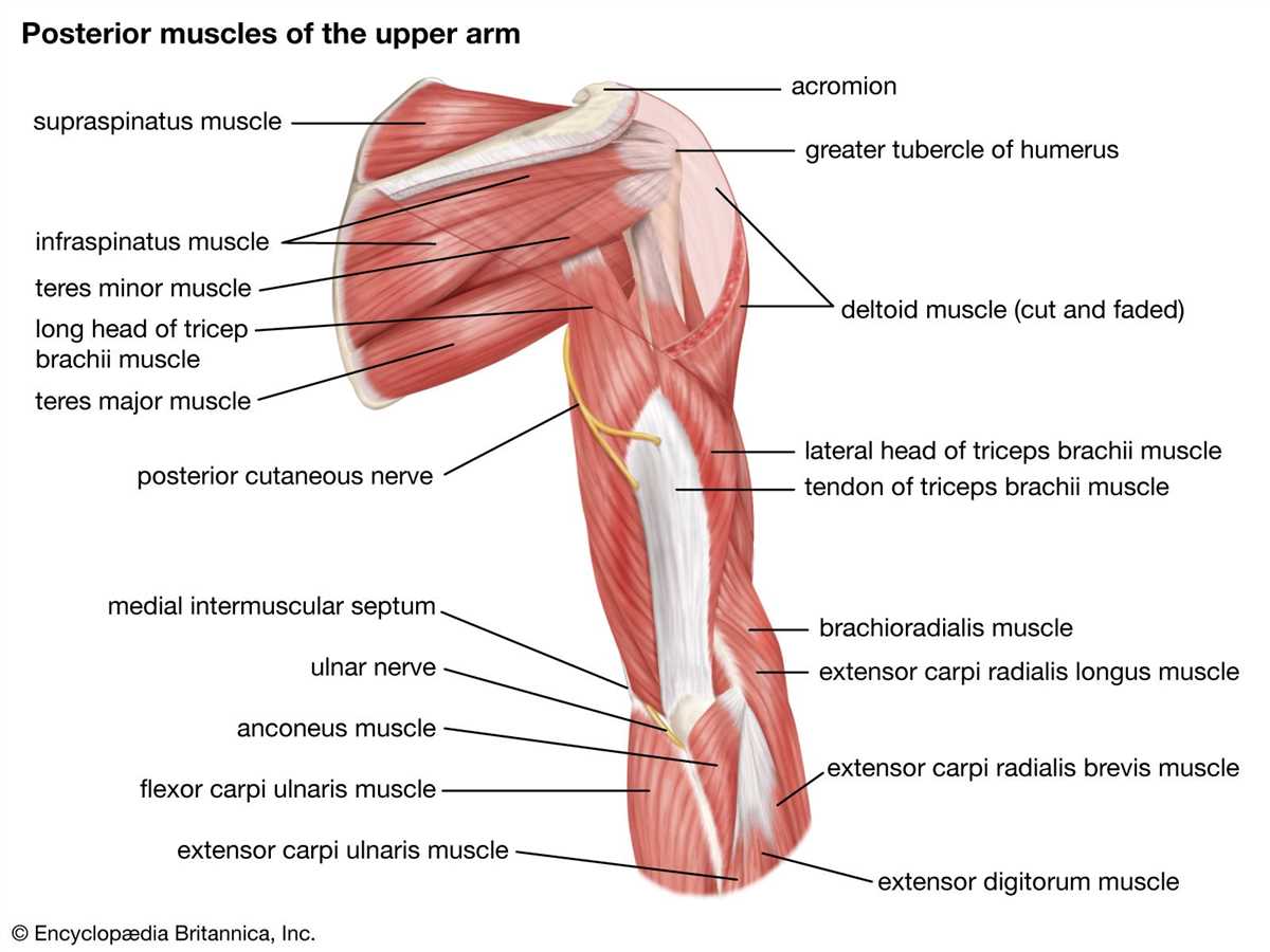 Anatomy of the Brachium: A Detailed Diagram of the Upper Arm Muscles ...